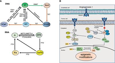 The Roles of Base Modifications in Kidney Cancer